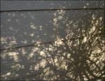 Garden bushes, Lewisville, Texas