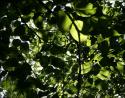 Linden leaves, Coppell, Texas