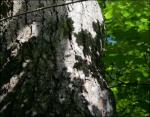 Maple Shadows, Ottawa, Ontario, Canada