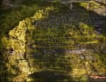 Moss on a burnt Sequoia, Northern California