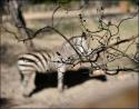Myrtle at the Zoo, Fort Worth, Texas