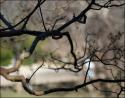 Crepe Myrtle branches, Fort Worth Zoo, Texas
