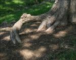 Pecan tree root, Lewisville, Texas