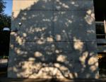 Pecan tree shadow, Pioneer Park downtown Dallas, Texas