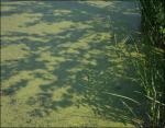 Pond Shadows, Kingston, ON, Canada