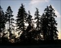 Douglas Fir, Sidney BC, Canada