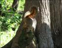 Red Squirrel, Stony Swamp Trail, Ottawa ON