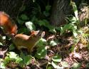 Red Squirrel, Stony Swamp Trail, Ottawa ON