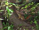 Red Squirrel, Stony Swamp Trail, Ottawa ON