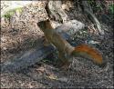 Red Squirrel, Stony Swamp Trail, Ottawa ON, Canada