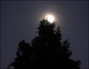 September Moon and Cypress, Lewisville, Texas