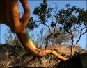 Arbutus branch, Victoria Park, Vancouver Island, BC