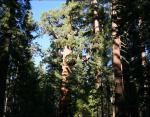 Galen Clark, first guardian of Yosemite Valley and Mariposa Grove, worked hard to protect  the Giant Sequoias.