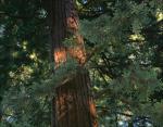 Giant Redwood, John Muir National Forest, California
