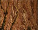 Redwood bark detail