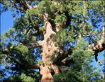 The Giant Sequoia reaches full height in its first 800 years, then continues to add bulk rather than height.