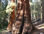 Mariposa Grove, Sequoia National Forest, CA