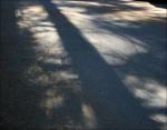 Sequoia in Shadow