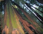 Looking up, John Muir National Forest, California