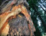 Trunk detail, Redwood