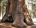 Sequoia Toe!
