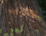 Sequoia longevity is attributed to properties that make it resilient against fire, insects and disease