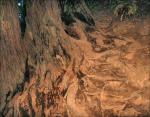 Redwood roots