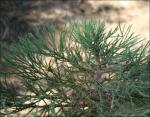 Blue-green Sequoia leaves