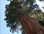 Sequoia grow to heights of 150 to 250 feet and 20 ft. diameter