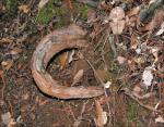 Interesting Redwood root