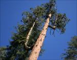 Sequoia are the largest trees in the world, but not the tallest