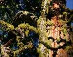 Mossy Sequoia, Mariposa Grove, Sequoia National Forest, CA