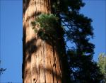 Late afternoon shadows and blue sky beautify the already impressive Sequoia forest