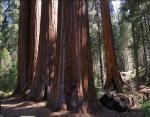 Redwood group at Grant's Cove, Sequoia National Forest, CA