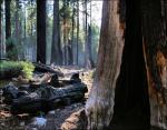 Intermittent fires are essential for Sequoia's reproduction and survival.