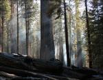 Fire opens the Sequoia's cones, 200-300 seeds per cone, Mariposa Grove.