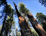 Sculptural remnants of fire