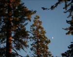 Redwood at dusk, driving toward Sequoia National Forest, northern CA