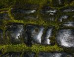 Moss growing on charred Sequoia logs, Mariposa Grove