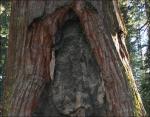 Sequoia trunk reveals scars from a previous fire