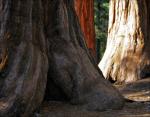Sequoia roots extend outward 200 to 250 feet and are comparitively shallow, only six to eight feet deep.