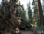 Sequoia roots are only six to eight feet deep, so the trees are prone to toppling.