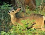 White tailed Deer munching on young Sequoia branches, Kings Canyon National Park
