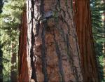 Ponderosa Pine thrive in the central California forests alongside the Giant Sequoias