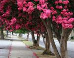 Crepe Myrtle, Raleigh, NC