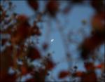 Autumn moon through Crepe Myrtle branches
