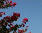 August 10 a.m. morning moon, Crepe Myrtle
