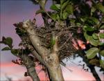 An old nest in our Crepe Myrtle tree, sunset