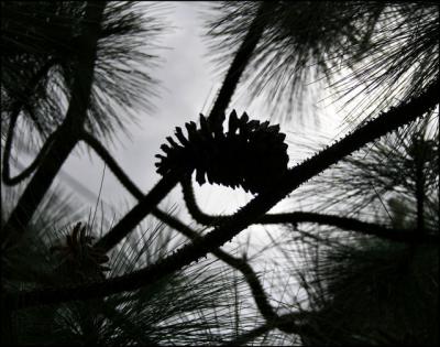 Mexican Pine cone silhouette, Sierra Madres Mountains, Mexico