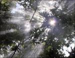 Sun Shower #8, Red Oak